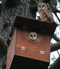 an owl sitting on top of a wooden bird house