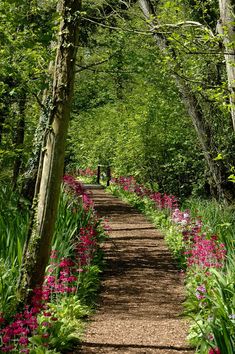 a dirt path in the middle of a forest with lots of flowers on both sides