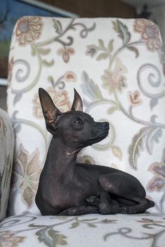 a small black dog sitting on top of a chair