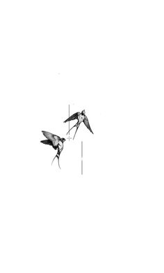 two black and white birds flying next to each other