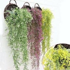 four hanging baskets filled with green and purple flowers on top of a white wall next to each other