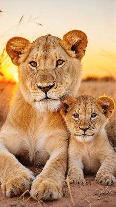 two young lions sitting next to each other on the ground in front of a sunset