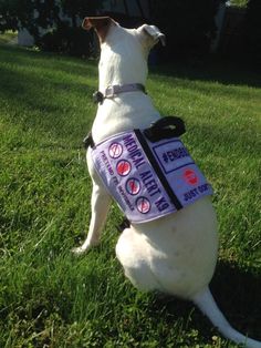 a white dog sitting in the grass wearing a vest with stickers on it's back