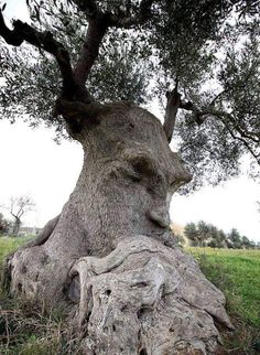 an old tree that is in the grass