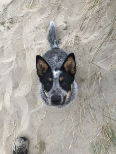 a dog is looking up at the camera from behind it's head, with sand and grass in the background