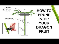 the diagram shows how to prune and tip your dragon fruit, as well as instructions on how to prune it