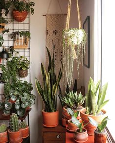 many houseplants are arranged in pots on the floor next to each other,