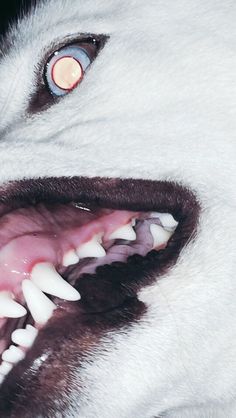 a close up of a dog's teeth and mouth