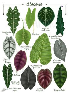 different types of leaves with names in spanish and english, including the name alocasia