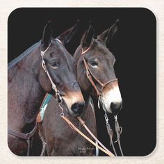 two horses standing next to each other with bridles on their heads and noses