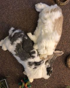 two cats laying on the floor next to each other