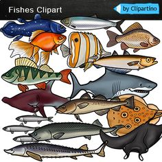 fish clipart with different types and colors