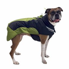 a dog wearing a green and black jacket