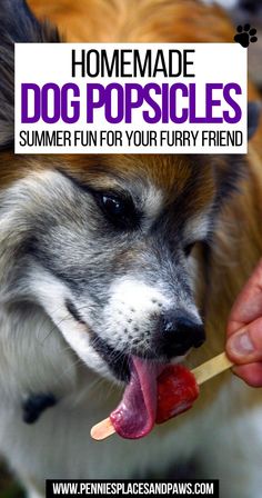 Homemade Dog Popsicles: Summer Fun for Your Furry Friend Summer Dog Treats, Dog Popsicles, Summer Popsicles, Frozen Dog Treats, Frozen Dog, Quick And Easy Recipes, Summer Dog