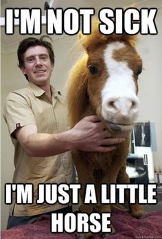 a man petting a small brown and white horse with caption that reads, i'm not sick i'm just a little horse