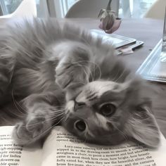 a cat laying on top of an open book