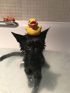 a black cat sitting in a bathtub with a rubber ducky on its head