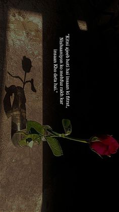 the shadow of a rose is cast on a stone wall with a quote about love