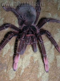 a large purple spider sitting on top of a carpet