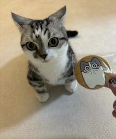 a cat sitting on the floor next to a person's hand holding a button