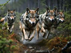 four wolfs running in the woods together with their heads turned to look like they are chasing each other