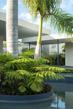 a large palm tree in front of a building with water and plants growing inside it