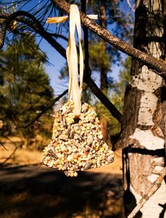 a bird feeder hanging from a tree branch