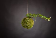 a moss ball hanging from a string