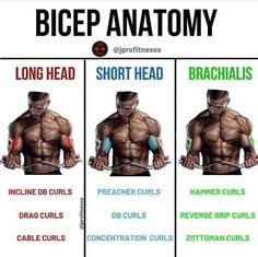 an image of a man's upper and lower body muscles with the words bigep anatomy