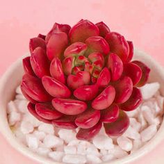 a red succulent in a white bowl filled with marshmallows