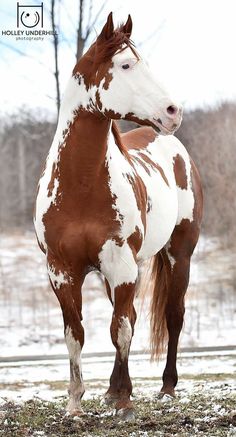 a brown and white horse standing in the snow