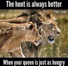 an image of two lions in the grass with caption that reads, the hunt is always better when your queen is just as hungry