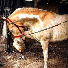 a brown and white horse with a red bridle on it's head