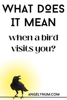 a black bird sitting on top of a yellow and white background with the words what does it mean when a bird visits you?