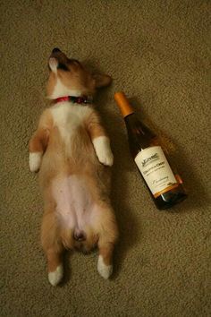 a cat laying on its back next to a bottle of wine