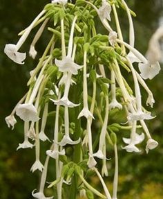 the white flowers are blooming on this plant