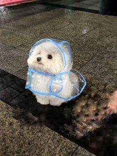 a small white dog wearing a plastic bag on it's back and sitting on the ground