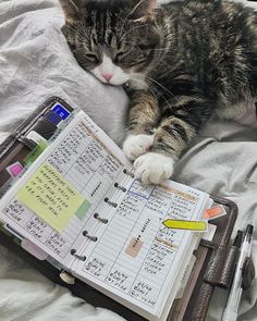 a cat laying on top of an open planner next to a pen and pencils