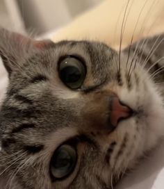 a close up of a cat laying on top of a white bedding with it's eyes wide open