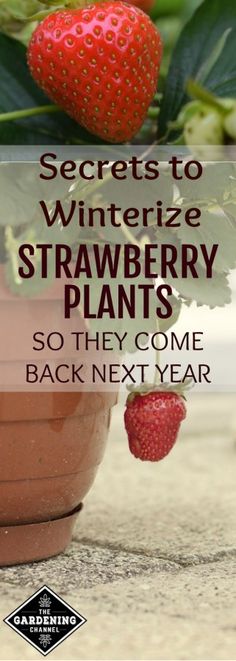 strawberries growing in a pot with the words secrets to winterize strawberry plants so they come back next year