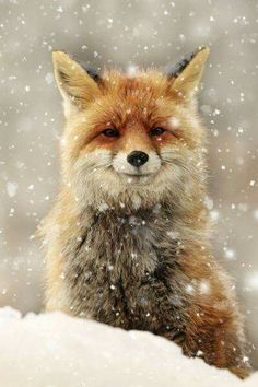 a red fox sitting in the snow with its eyes open and it's face slightly closed