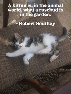 a cat laying on top of a brown chair next to a quote from michael de montagine