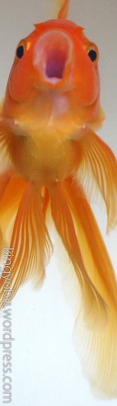 a close up of a goldfish with its mouth open