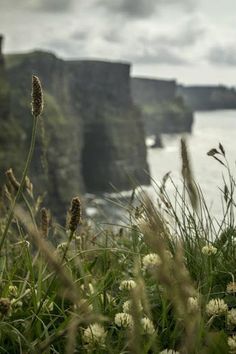 some grass and flowers by the water with cliffs in the background on a cloudy day