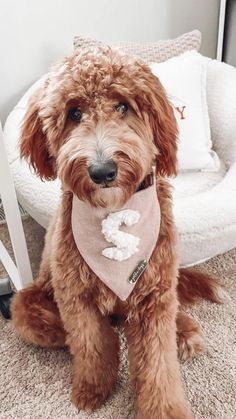 a dog sitting on the floor wearing a bandana