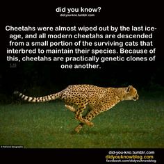 a cheetah running in the grass with a caption about cheetahs