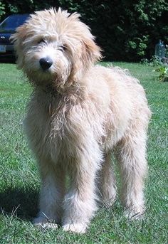 a shaggy dog standing on top of a lush green field next to a blue car