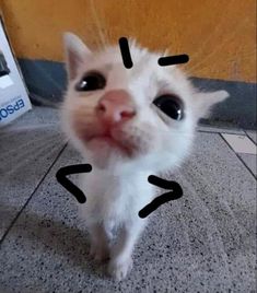 a white cat with black marks on it's face and nose looking at the camera