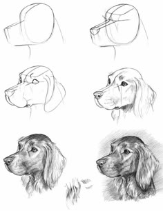 four different types of dogs'heads are shown in this drawing