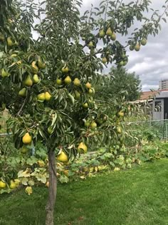 an apple tree with lots of fruit hanging from it's branches in the yard